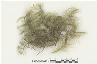 藏品(擬垂枝苔)的圖片